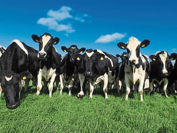 ifac advises Kilkenny farmers to seek professional advice before creating Joint Herd Number