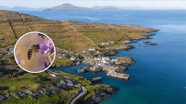 Mayo’s Inishturk Island will host Ireland’s first native honey bee sanctuary, aimed at protecting the endangered Apis mellifera mellifera