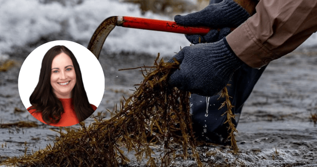 Deputy Keira Keogh has raised concerns about protecting traditional seaweed harvesting rights along Mayo’s coastline after a meeting with Minister Timmy Dooley.