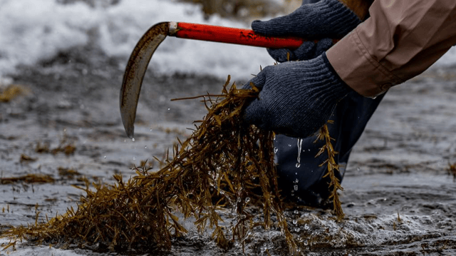 Mayo County Council discussed seaweed harvesting and MARA application at its monthly meeting on Monday, March 9