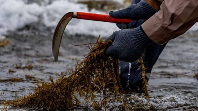 The traditional method of hand harvesting seaweed