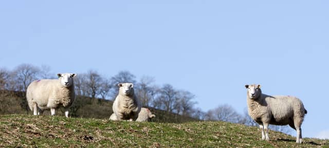 Westport Woods Hotel to host Teagasc National Hill Sheep Conference on Wednesday, 18 February.