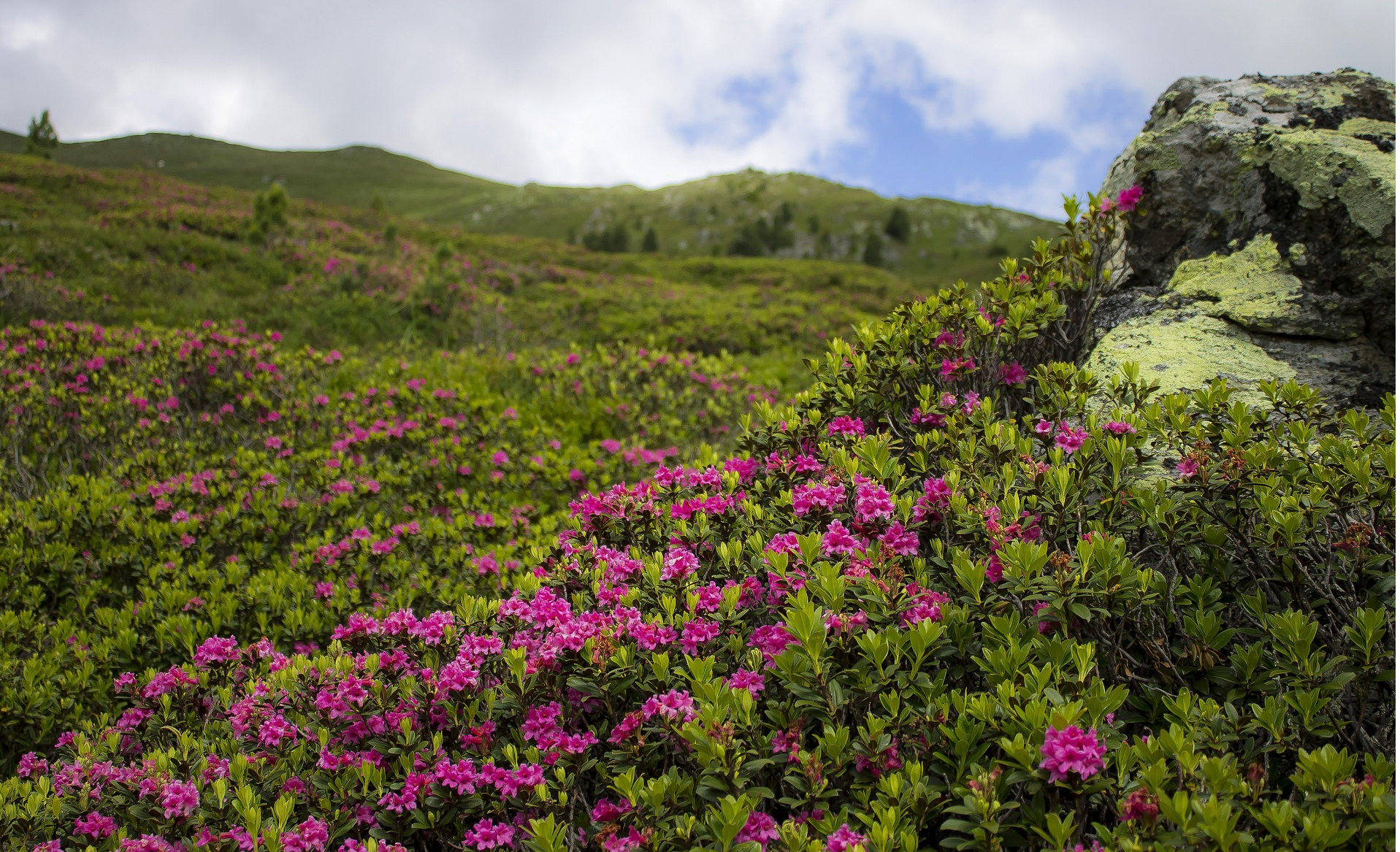 The Rhododendron Walking Festival Annual General Meeting will be held in Burncourt Community Hall on Wednesday, November 8 at 7.30pm.