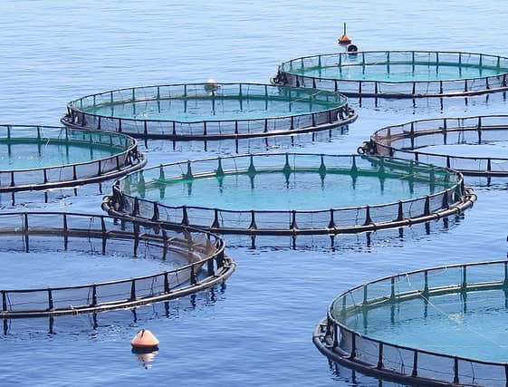 CAGES OF CONTROVERSY Deep concern surrounding the negative environmental impact of fish farms continues to mount. Pic: cc-by-sa 2.0