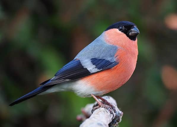 BOLD AND BRASH Many countries have a tradition of keeping the attractive bullfinch in cages. Pic: Francis Franklin/cc-by-sa 2.0