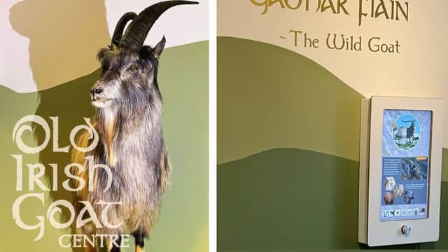 Old Irish Goat Society in Westport
