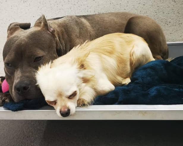 Misty and Jake are safely in the care of Limerick Animal Welfare