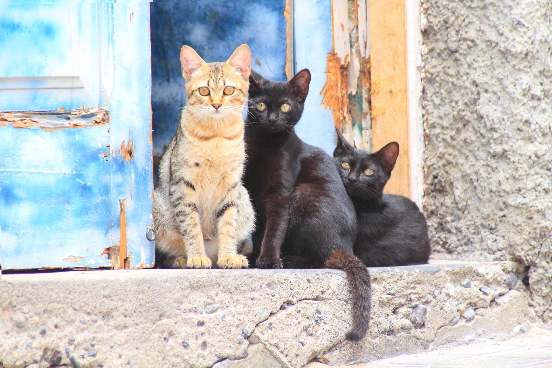 A REASON TO NEUTER Unwanted litters of kittens is one of the reasons that our animal welfare charities are under such financial stress and strain.