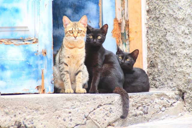 A REASON TO NEUTER Unwanted litters of kittens is one of the reasons that our animal welfare charities are under such financial stress and strain.
