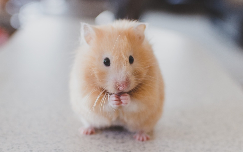 CONSIDERATION NEEDED Hamsters and other alternative pets have particular needs and traits that must be considered before taking them on as a pet.