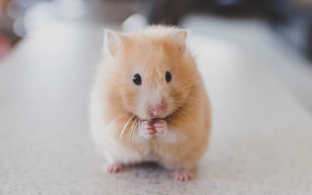 CONSIDERATION NEEDED Hamsters and other alternative pets have particular needs and traits that must be considered before taking them on as a pet.