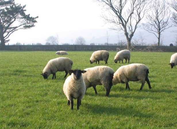 Minister Alan Dillon says ACRES payments will support farmers across Mayo