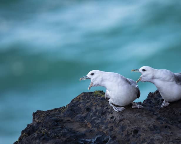  "Northern Fulmars" by Ryan Williams