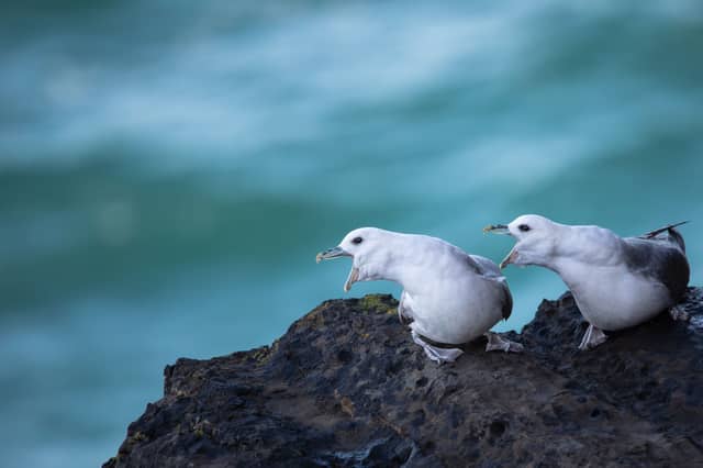 "Northern Fulmars" by Ryan Williams
