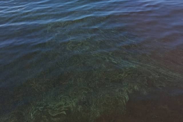Blue-green algal blooms were reported at Beltra Lake