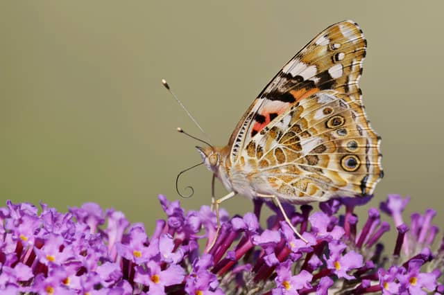 A butterfly atop of a flower