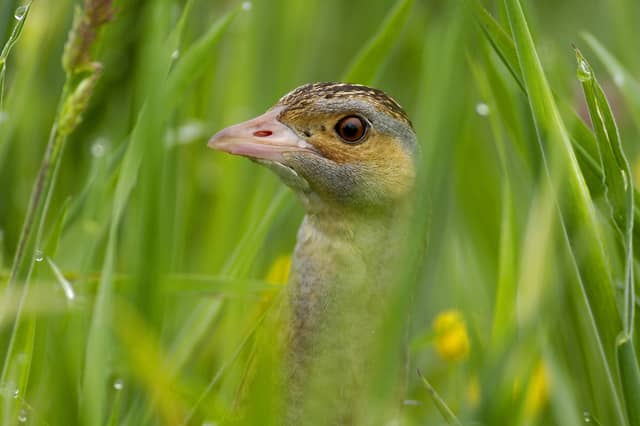Corncrake in Grass