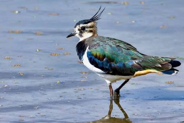 The Lapwing, one of Ireland's rarest breeding bird species, has had a bumper breeding season in Mayo
