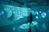 A giant life-sized model of a basking shark – the world’s second-largest fish - is emerging on Achill Island, Mayo.  