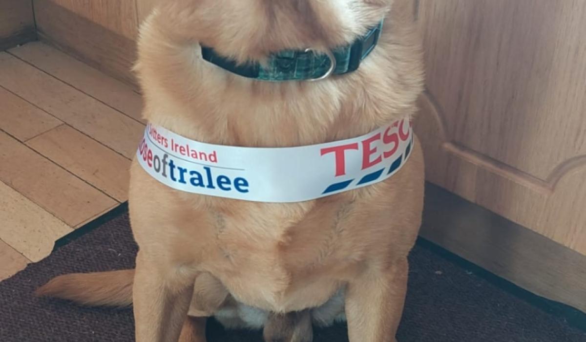 Mayo dog looking to bring national title back to the county Mayo Live