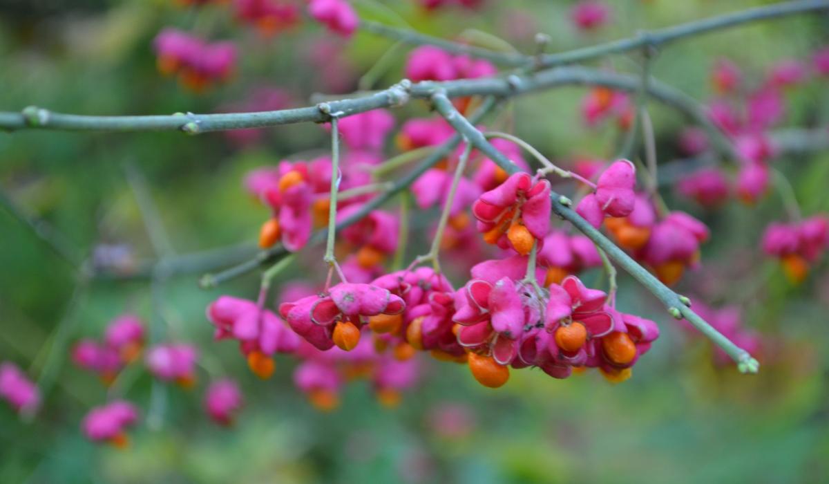 GARDENING ’Tis the bareroot season Mayo Live