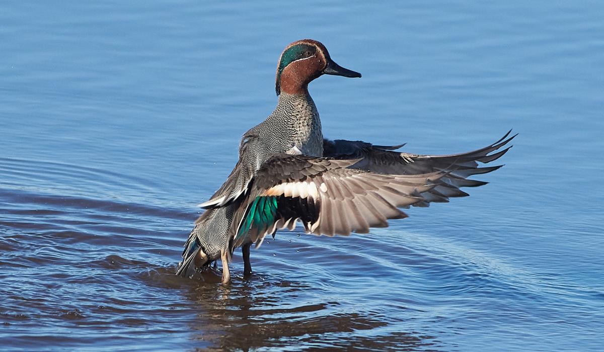 NATURE Disappearing ducks Mayo Live