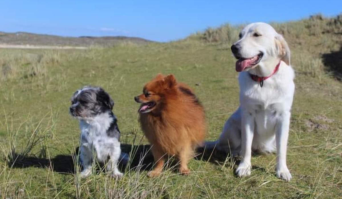 PICTURES: Readers pet pics to mark World Vet Day