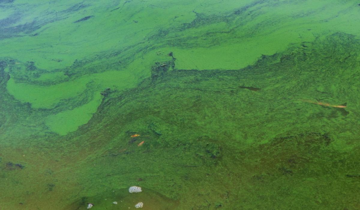 VET'S VIEW: Devastating day trips – The algae that could kill your dog