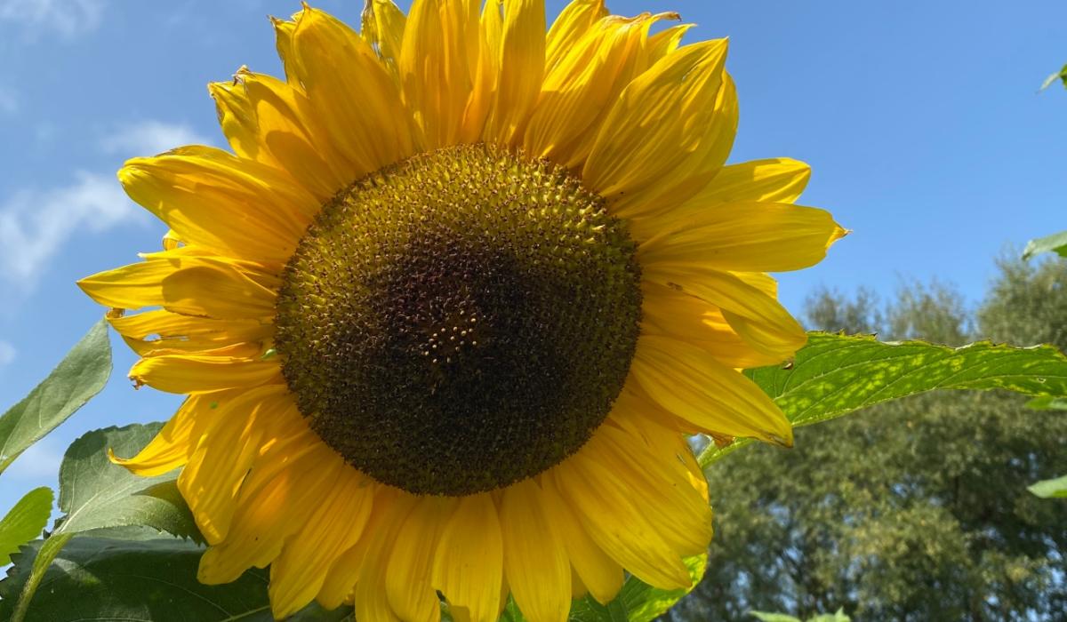 Sunflower Power! Mayo pupils to showcase exciting project at prestigious science event