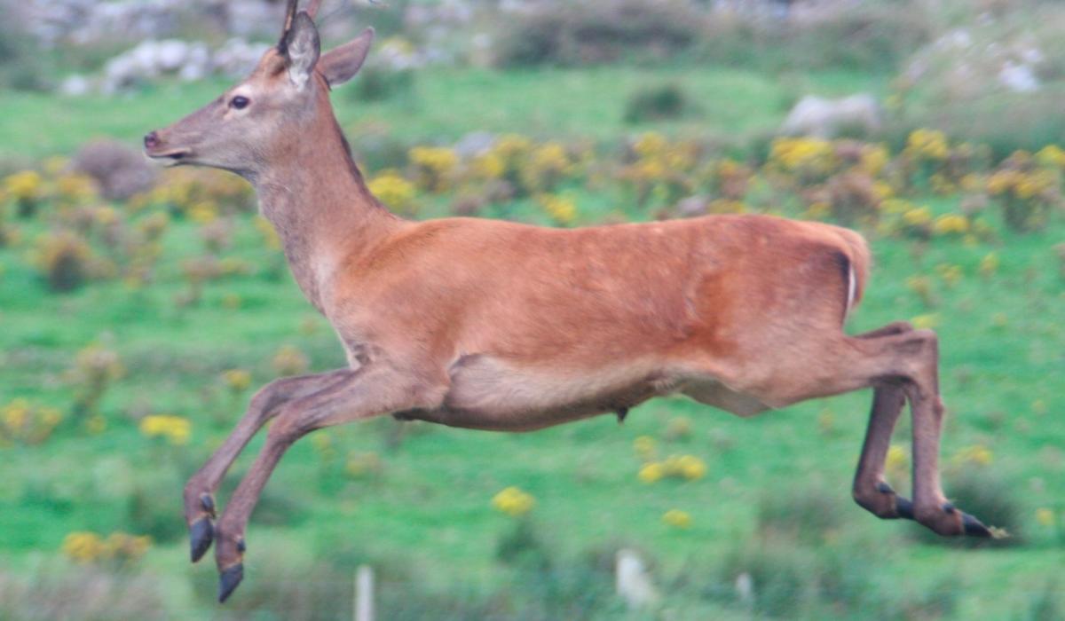 Wild deer causing serious road problems in West Mayo area