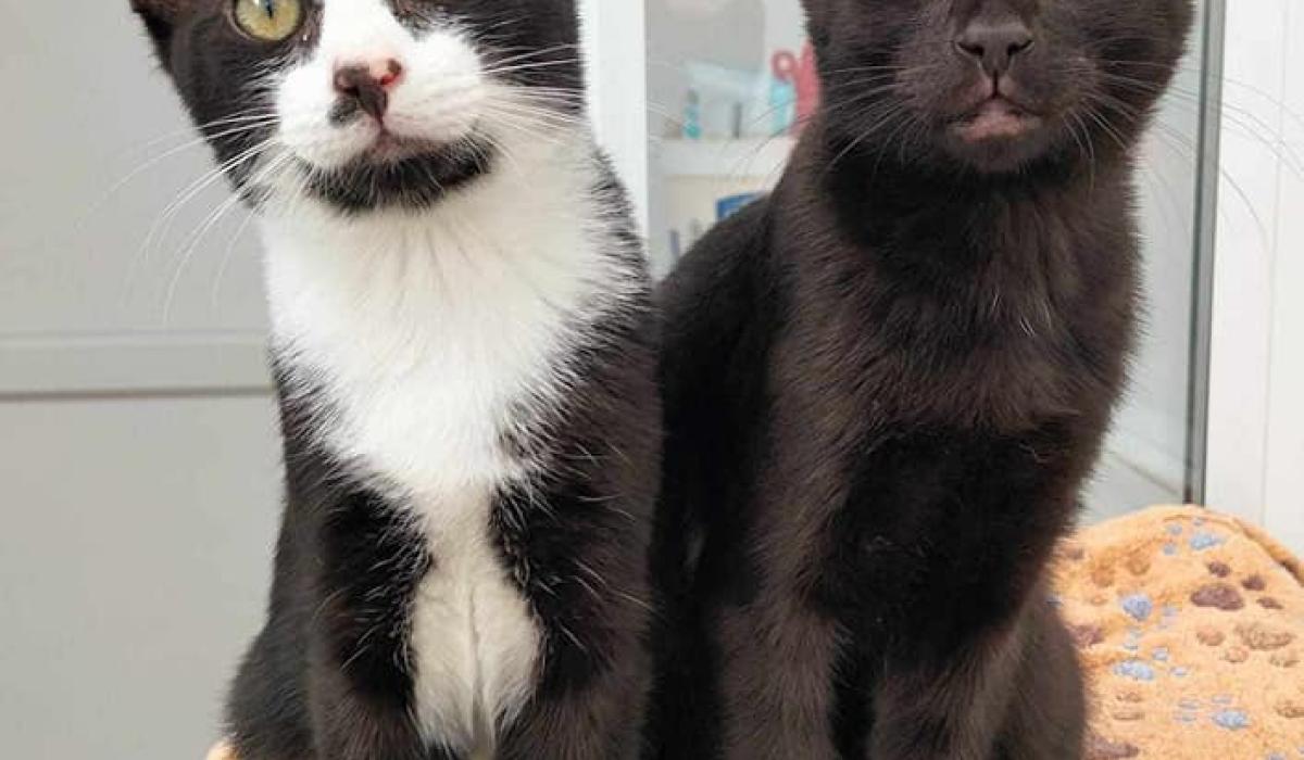 Mayo SPCA welcomes €18,500 grant to support winter animal care