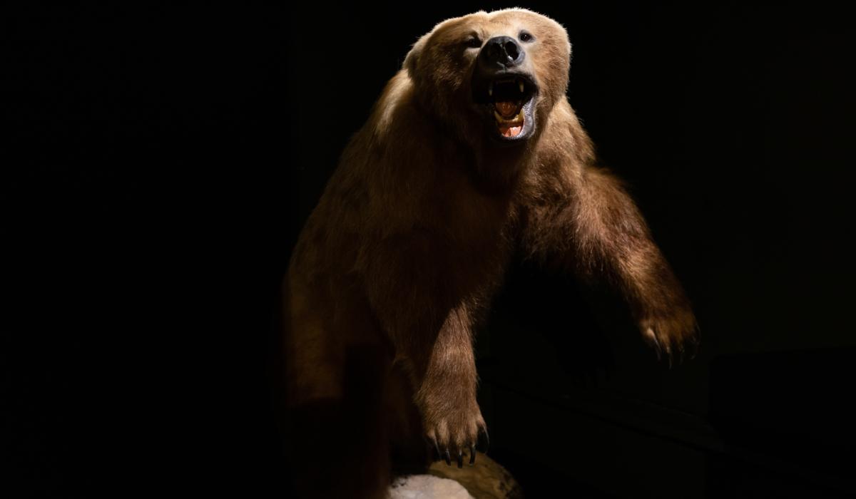 Mayo museum upcoming free events: Bears, Brigid and Celtic myths 