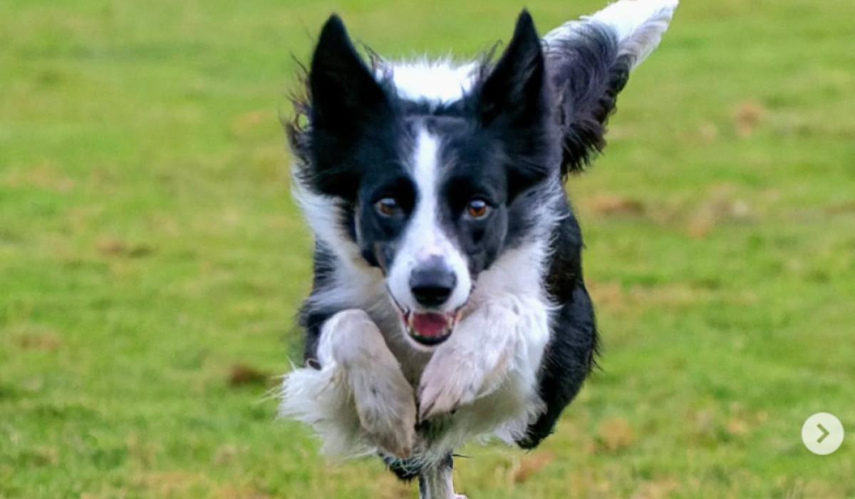 Puppy dumped in Tesco bag in Mayo will represent Ireland at world's biggest dog show next month