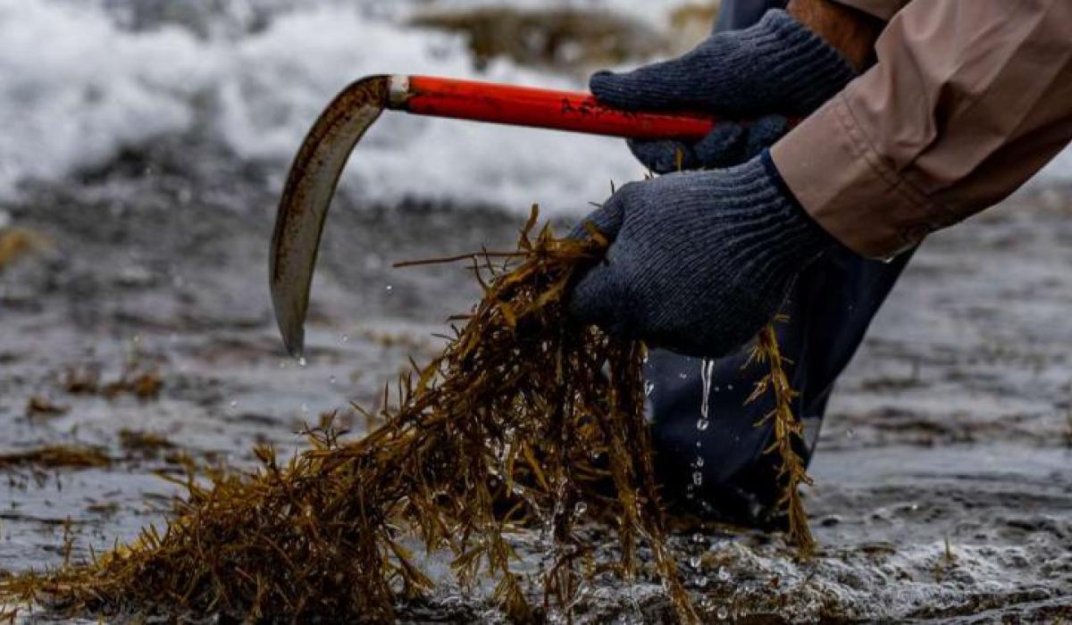 Petition against west coast seaweed harvesting based on outdated information, says Arramara Teoranta