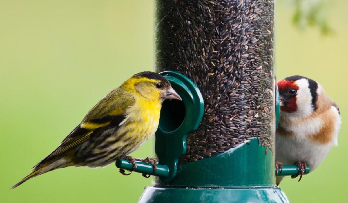 How to woo garden birds Mayo Live