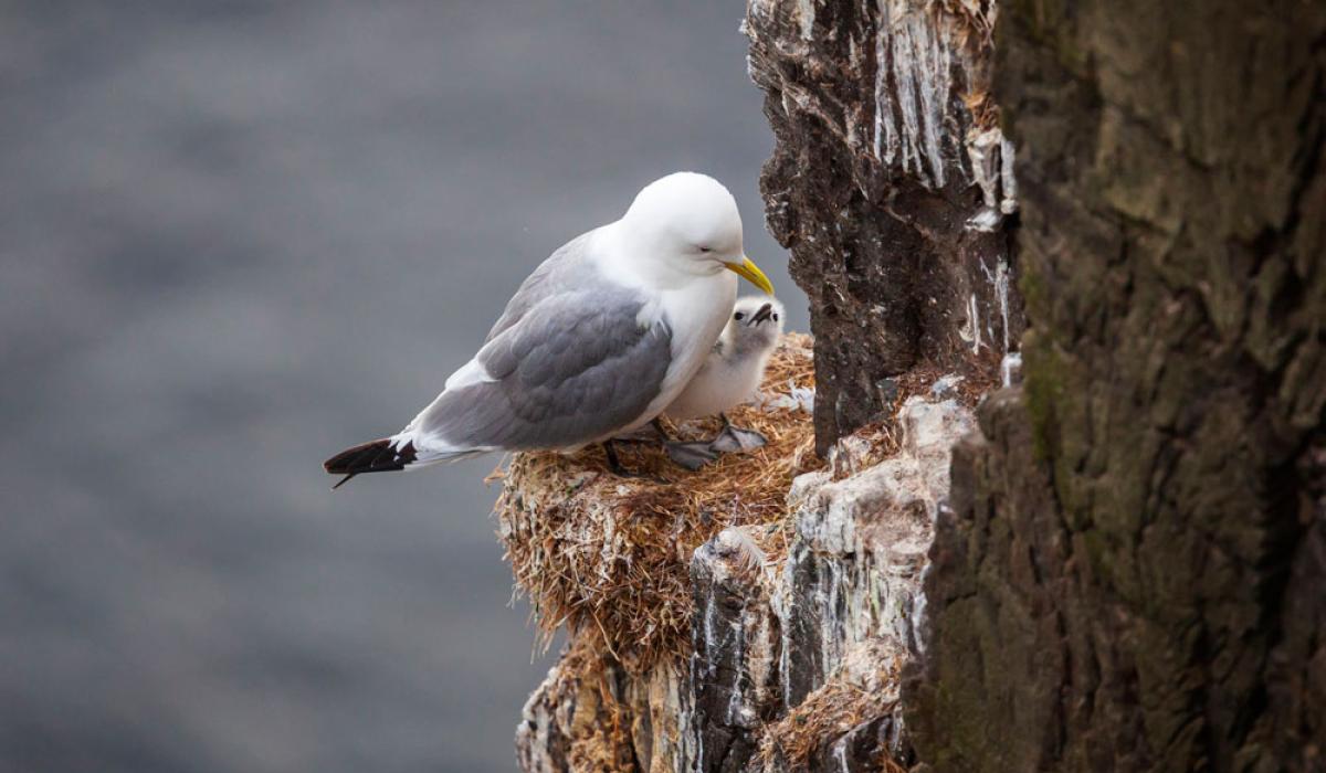 June for the birds Mayo Live