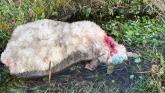 Sheep were killed after they were attacked by dogs near Louisburgh