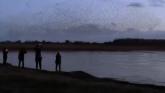 Amazing watch: Starling crowd in Mayo shows unreal formations