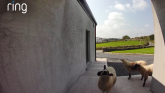 Ring doorbell captures surprising moment as flock of sheep visits Mayo home