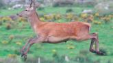 Wild deer causing serious road problems in West Mayo area