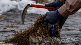Seaweed Harvesting