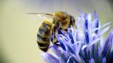 Are Mayo honeybees under threat?
