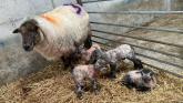 Incredible Mayo ewe gives birth to 24th lamb in six years