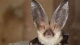 Grey long eared bat