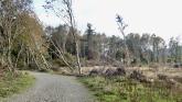 &euro;55m scheme to support forest owners after storm damage
