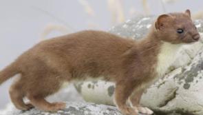 Few Irish stoat sightings in Mayo despite suitable habitats