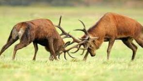 Mayo farmer's group call for planned cull of deer population