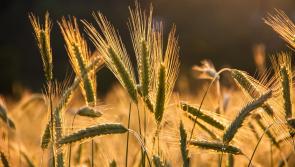 Mayo farmers encouraged to diversify into ancient Céide wheat growing