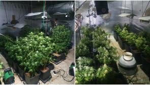 Vietnamese men caught growing 541 cannabis plants in north Mayo jailed
