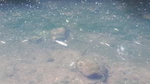 Uisce Éireann fined €4,000 for causing 'significant' Mayo fish kill